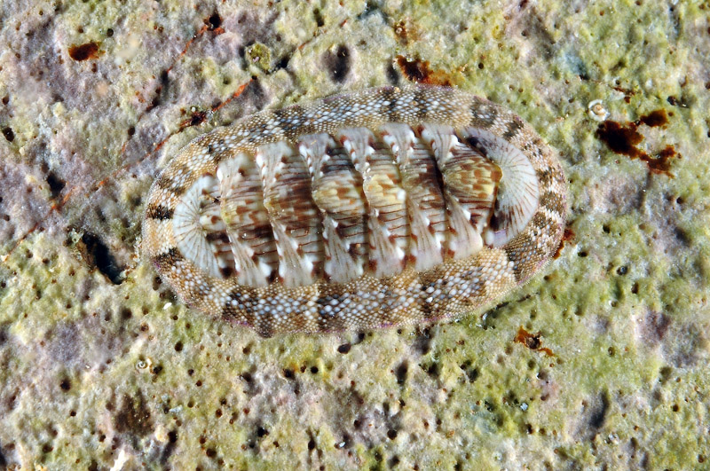 Differenti colorazioni di Chiton olivaceus - Minorca